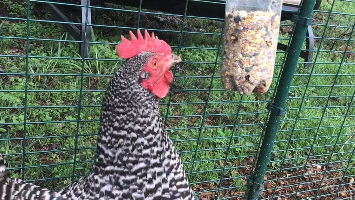 Top 8 Boredom Busters for Backyard Chickens