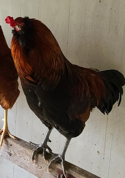20201208_203749.jpg