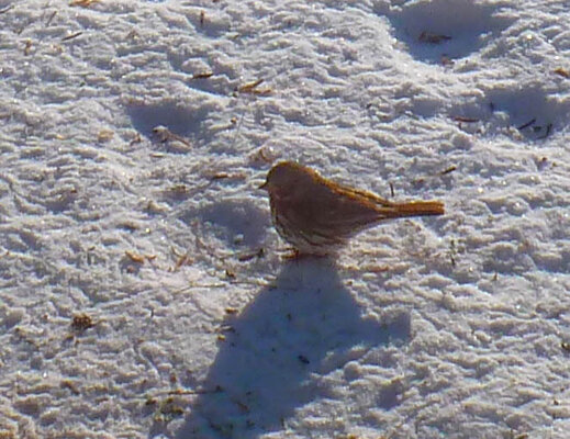 bird 2-16-21.jpg