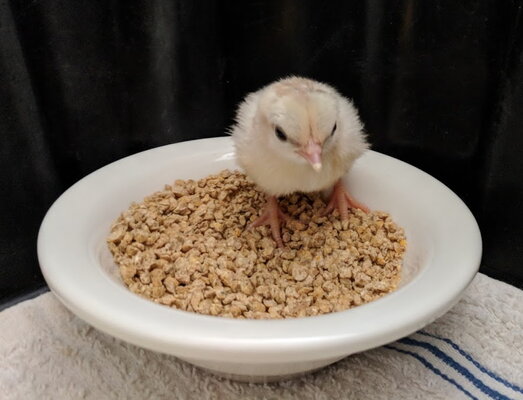 food dish thonk.jpg