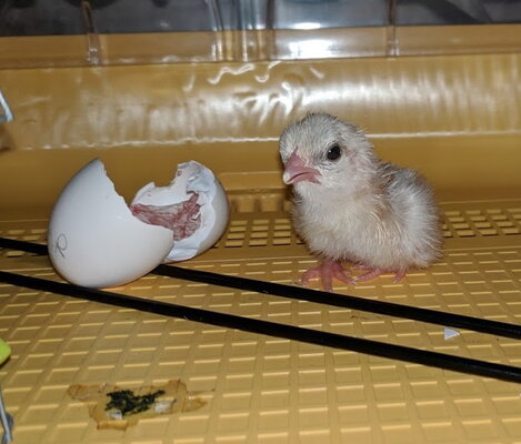 Indignant in incubator.jpg
