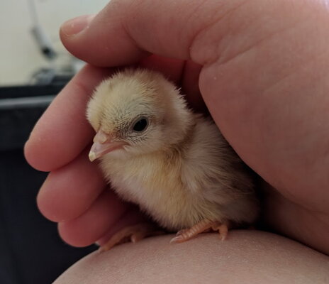 so smol.jpg