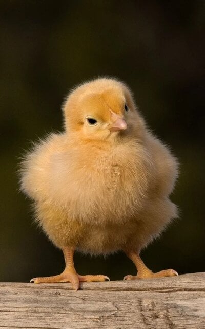 2017 cutest baby fowl.jpg