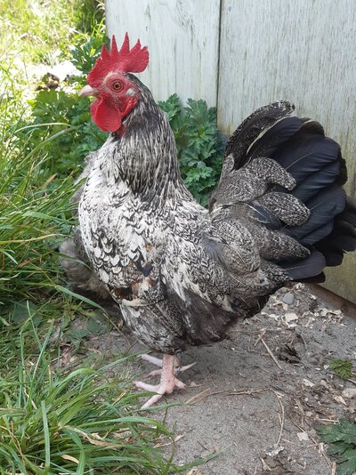 Rusty Rooster.jpg