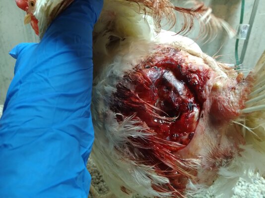 Chicken Wound.jpg