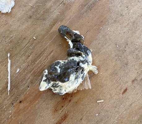 chicken poop.jpg