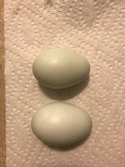 79939470-6528-4070-9847-B24352E0FA24.jpeg