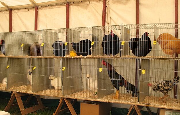 Show Cages.jpg