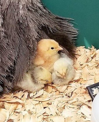 chicks day 1.jpg