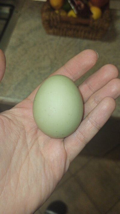 IMG-20210221-WA0059.jpeg
