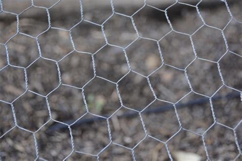 Chickenwire.jpg