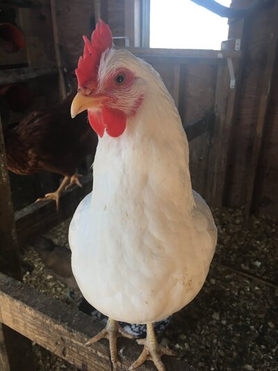 Becky 3.JPG