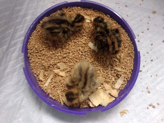 quail chicks 2.jpg
