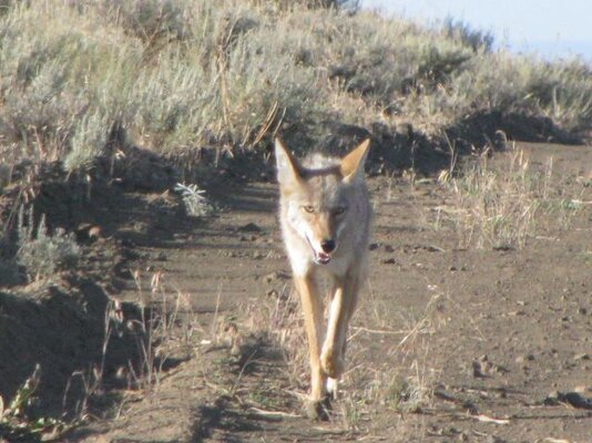 Coyote 1.jpg
