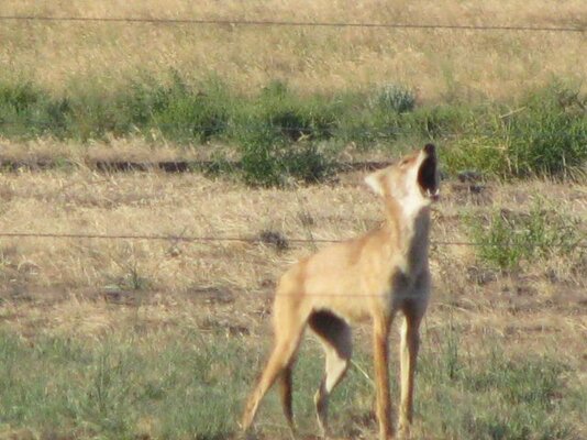 coyote 2.jpg