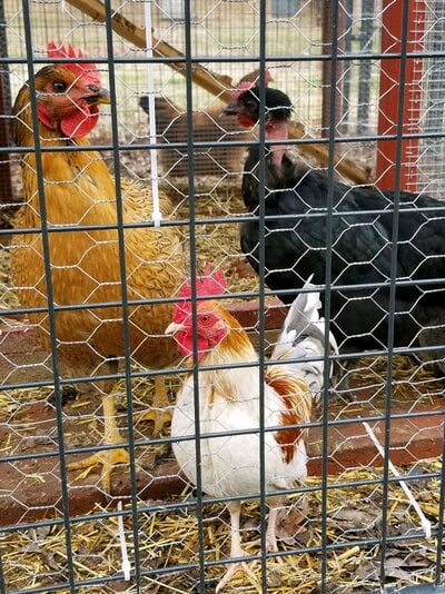 Red Pyle Bantam Rooster & his lady friends (12-29-19).jpg