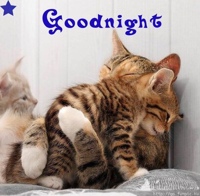 kittens good nite.jpg