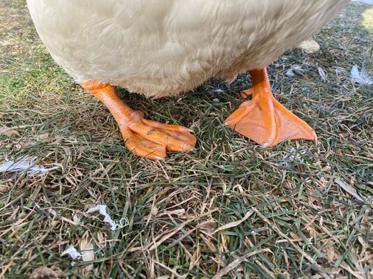 IMG_2575.JPEG
