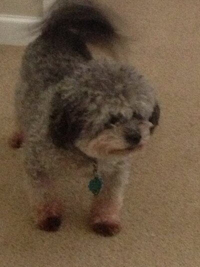 Millie.jpg