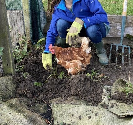 A guide to rescuing Ex-battery hens: By Elle