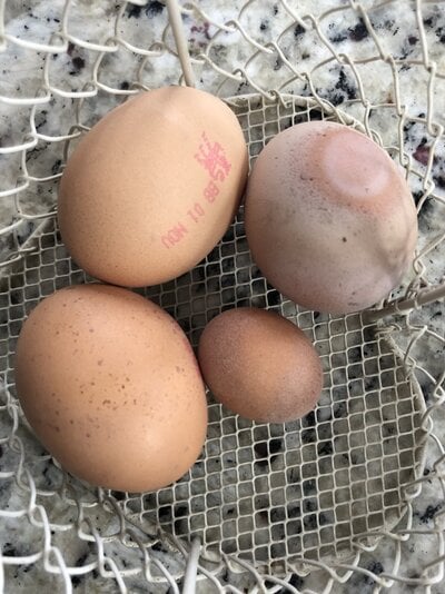 abnormal eggs.jpg