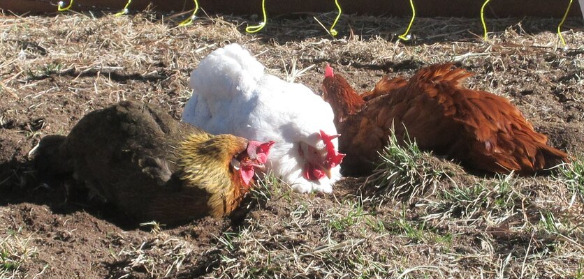 Leghorn, Rock, Brown Sex-link.jpg