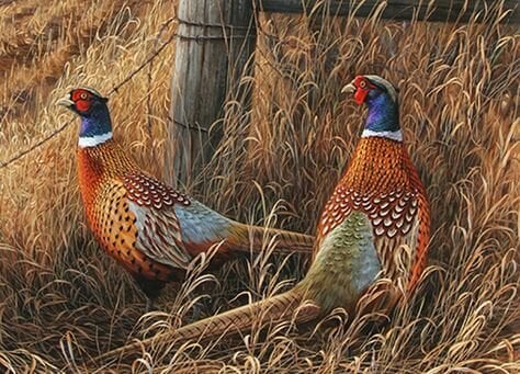 Tips on free ranging Pheasants