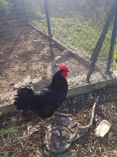 Rooster.jpg