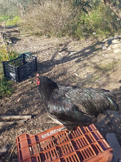 hens.jpg