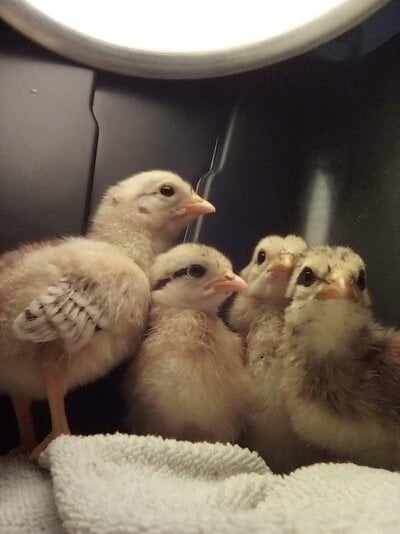 baby chicks.jpg baby chicks.jpg
