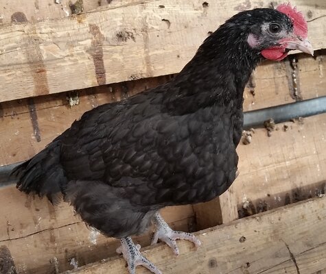 Australorp roosters.jpg