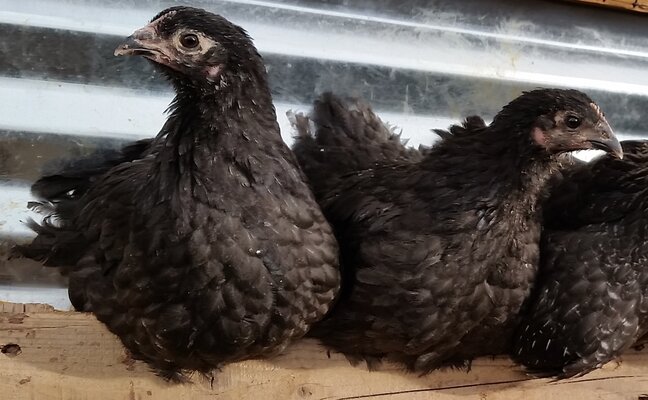 Australorp hens Wyandotte Easter Egger.jpg