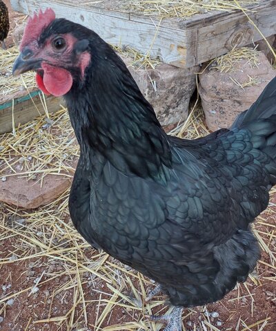 4mo Australorp Hen.jpg