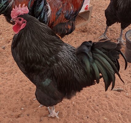 5 mo Australorp Rooster.jpg