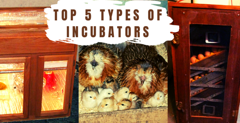 Top 5 Types of Incubators
