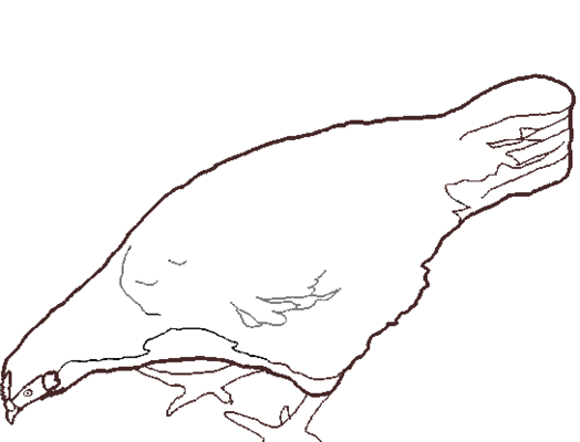 Becky Coloring page.png