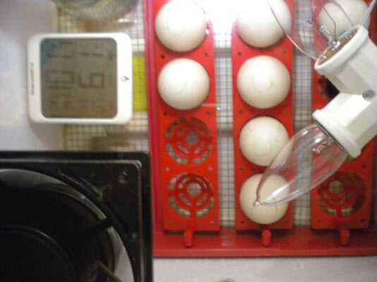 Incubator with eggs 1.JPG