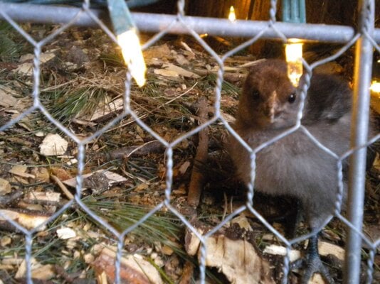 Svart Hona Chicks.JPG