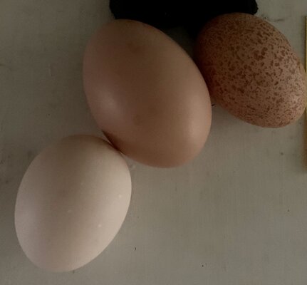 EF26EDA7-0C4C-4821-AFB8-55727E58F669.jpeg