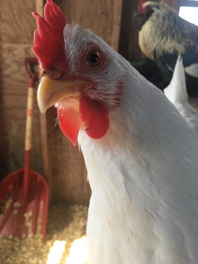 Becky 9.JPG