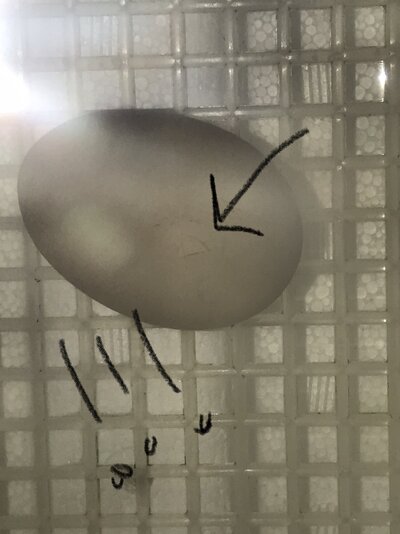 C18422BD-2FBD-44AB-9736-0286F3C0CB1B.jpeg