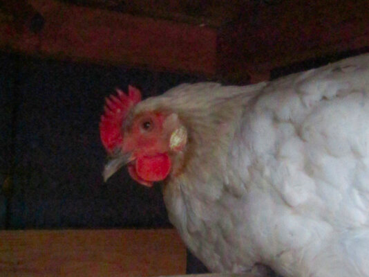 Blue chicken.JPG