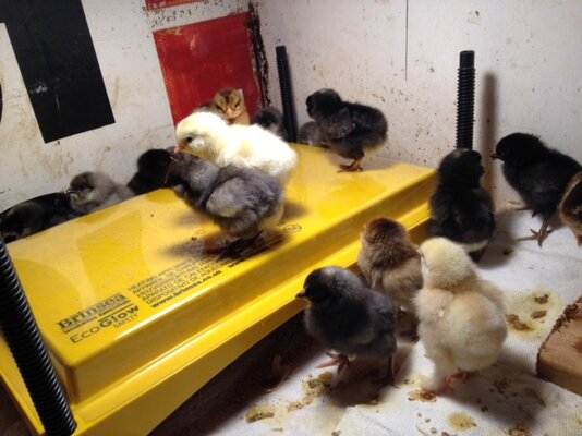 Baby Chicks.JPG