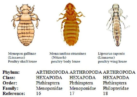 lice2.jpg