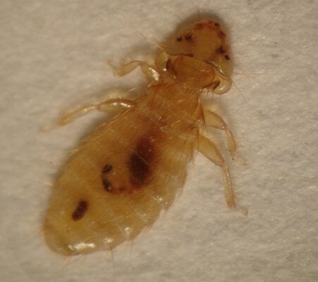 LICE!.jpg