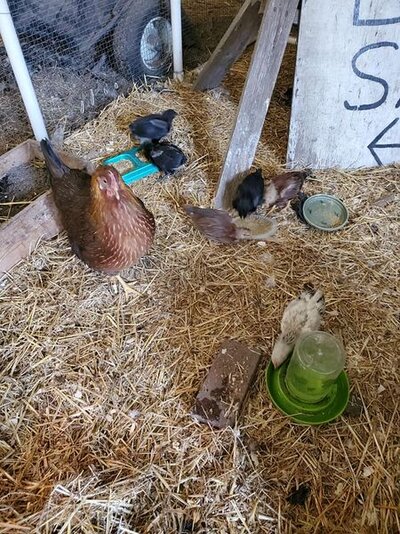 scramblenchicks2.jpg