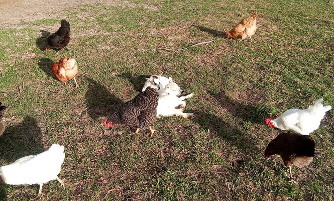 chickenbabies.jpg