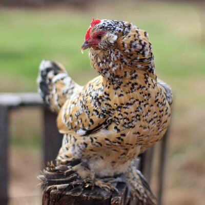 chicken7.jpg