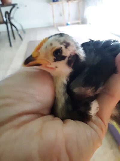 2021 Chick:Serama - 0313 Cockerel.jpg