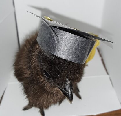 Silkie chick.jpg